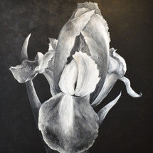 Flower Blossom on Black Background